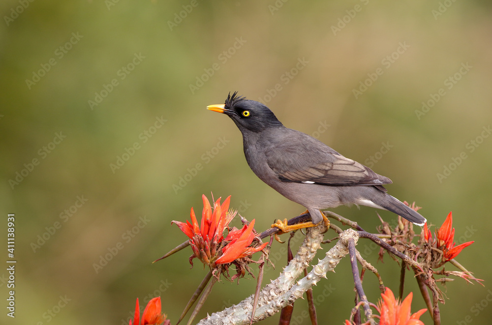 Jungle myna bird with blur background. Jungle myna bird with blur background.