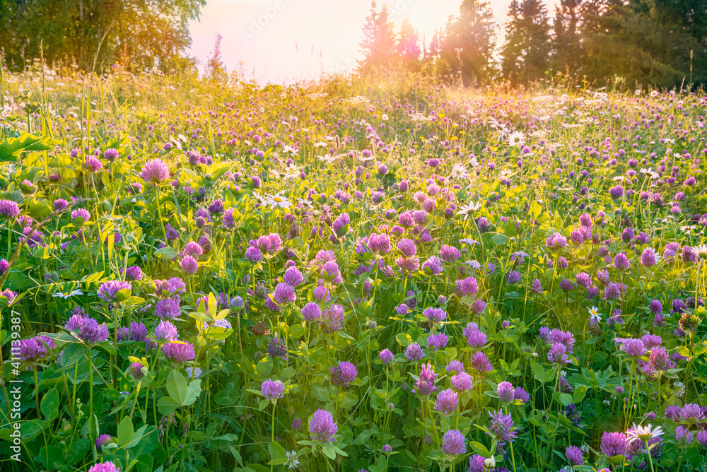 Naklejka premium A blooming meadow with clover daisies in the sun.