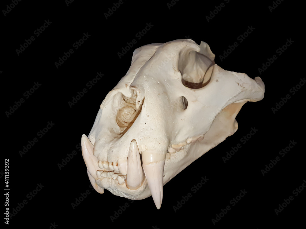 A tiger skull on a black background A tiger skull on a black background
