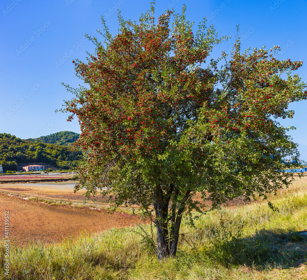 Common hawthorn tree full of red berries fruits in the Strunjan nature Common hawthorn tree full of red berries fruits in the Strunjan nature