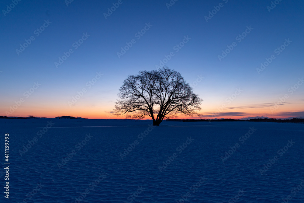 北海道冬の風景　夜明けのハルニレの木