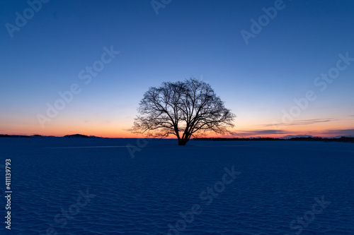北海道冬の風景 夜明けのハルニレの木