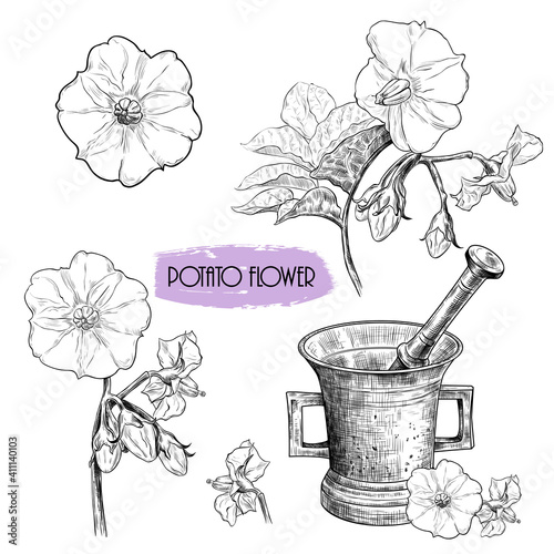 Potato flower.Vector set of medicinal plants. Hand-drawn vector .illustration in vintage style.Isolated design elements.