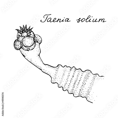 Human parasite Taenia solium. Black and white hand drawn illustration.