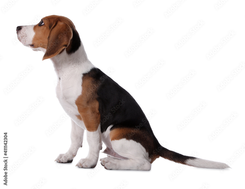 Cute Beagle puppy on white background. Adorable pet