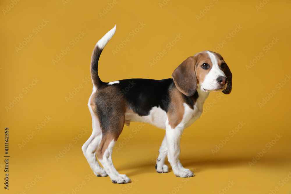 Cute Beagle puppy on yellow background. Adorable pet Cute Beagle puppy on yellow background. Adorable pet