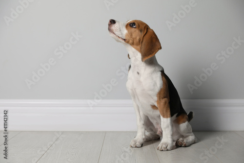 Cute Beagle puppy near grey wall indoors. Adorable pet