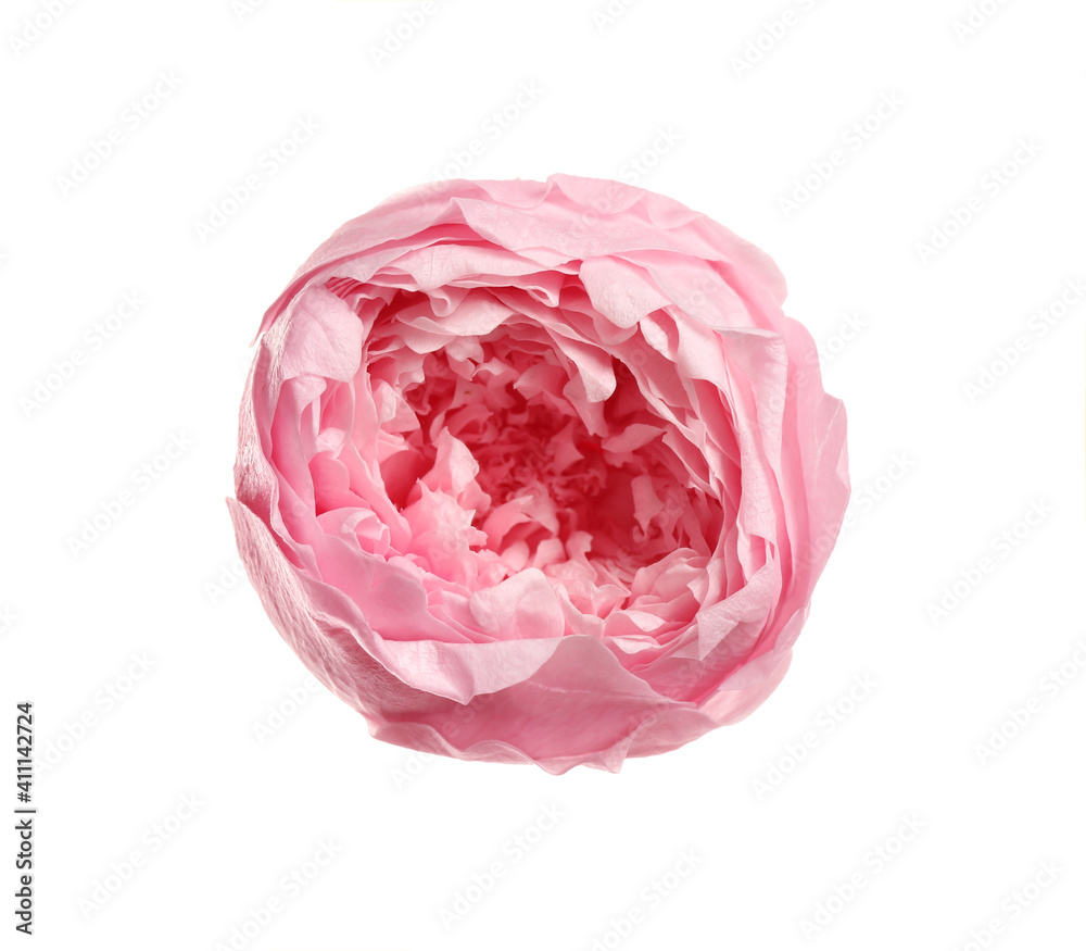 Beautiful pink peony flower isolated on white, top view Beautiful pink peony flower isolated on white, top view