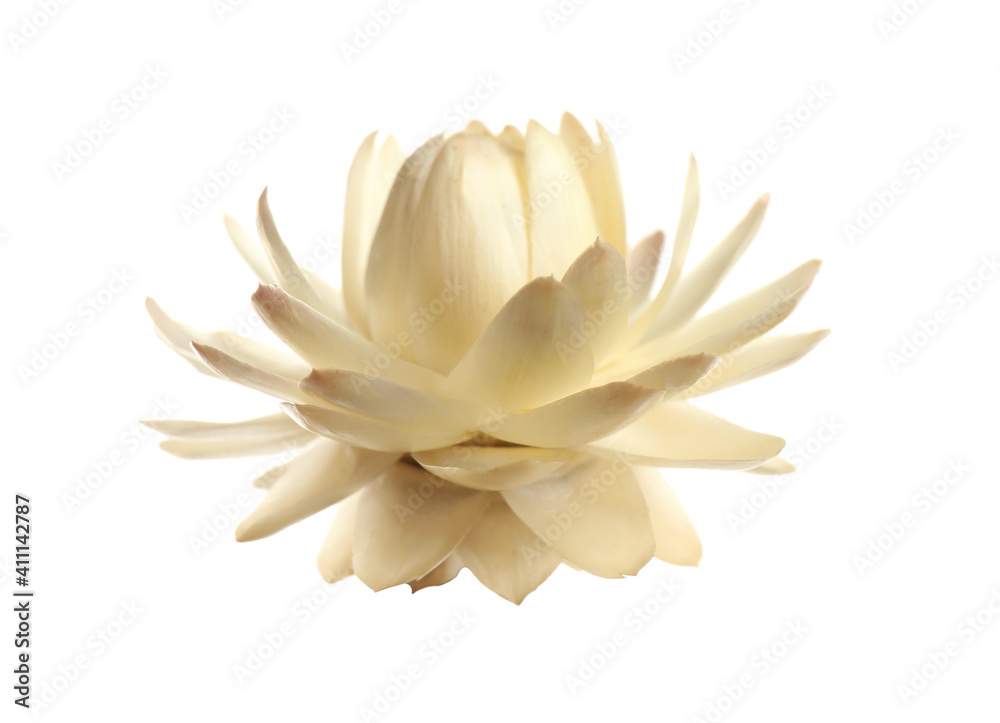 Fototapeta premium Beautiful blooming helichrysum flower isolated on white