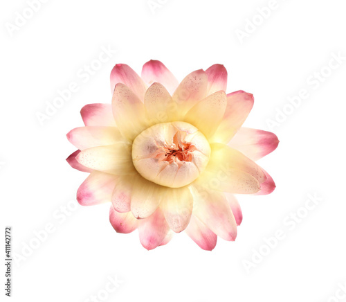 Beautiful helichrysum flower isolated on white  top view