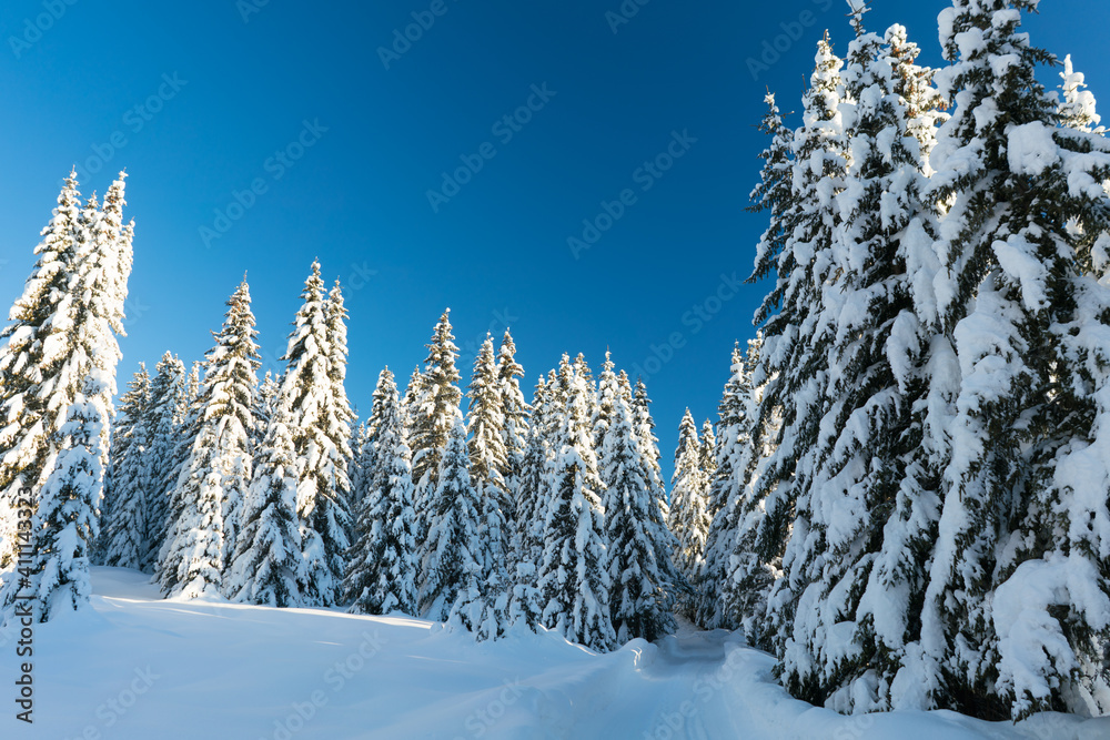 Spruce coniferous forest covered with snow in winter Spruce coniferous forest covered with snow in winter