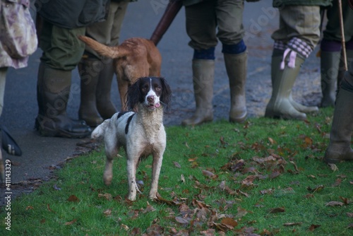 Dog Hunting