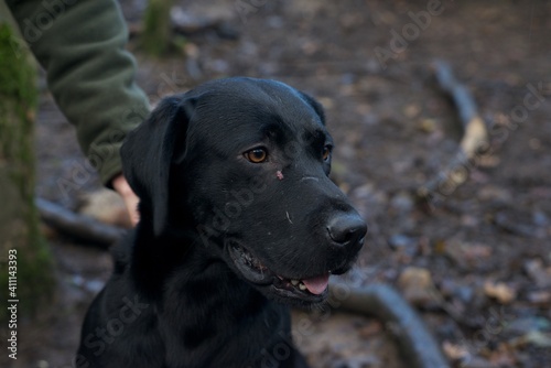 Dog hunting