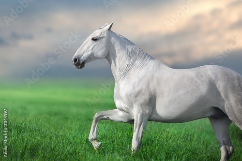 White lusitano  horse run gallop against sunset sky © kwadrat70