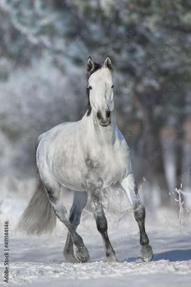 Grey horse with black mane run gallop in snow sunny day Grey horse with black mane run gallop in snow sunny day