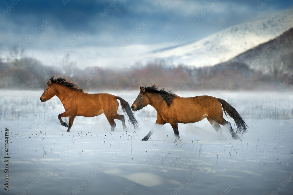 Hutsul horse free run in snow field against mountain view Hutsul horse free run in snow field against mountain view