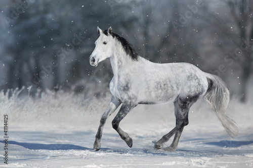 Grey horse with black mane run gallop in snow sunny day © kwadrat70