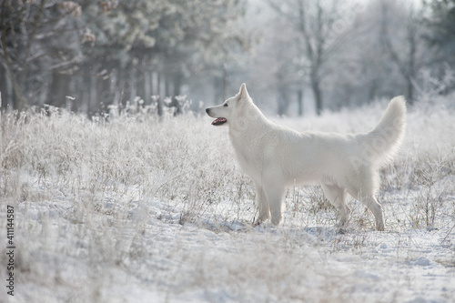 White swiss shepherd dog  in the snow outdoors