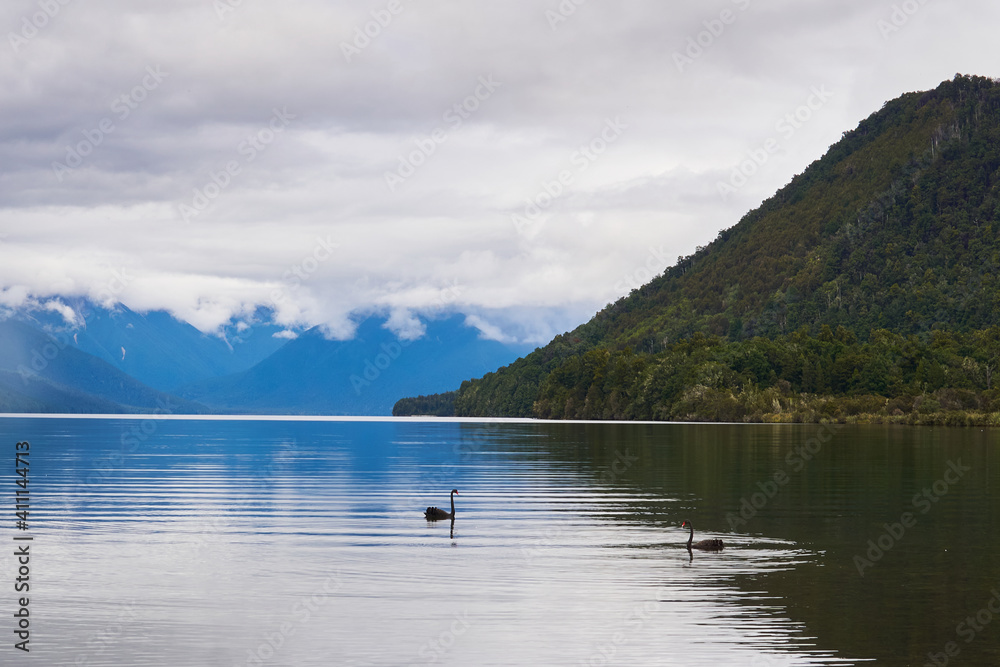 Two black swans in Nelson lake in the South Island of New Zealand, with mountains in the background