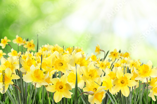 Beautiful spring flowers outdoors on sunny day