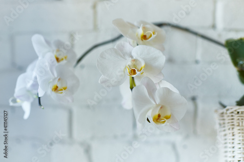 Beautiful white orchid with white brick wall in the background and white basket