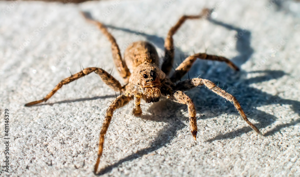 hairy spider on a gray background looks forward hairy spider on a gray background looks forward