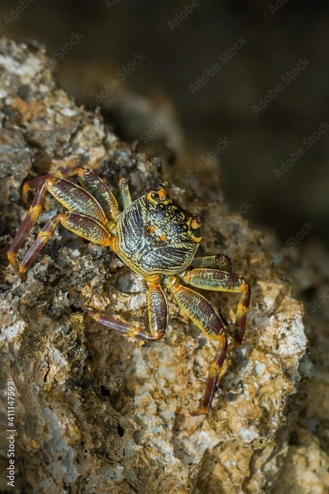 Beautiful crab (Brachyura) on the coastal rocks on the Red Sea. Egypt Beautiful crab (Brachyura) on the coastal rocks on the Red Sea. Egypt