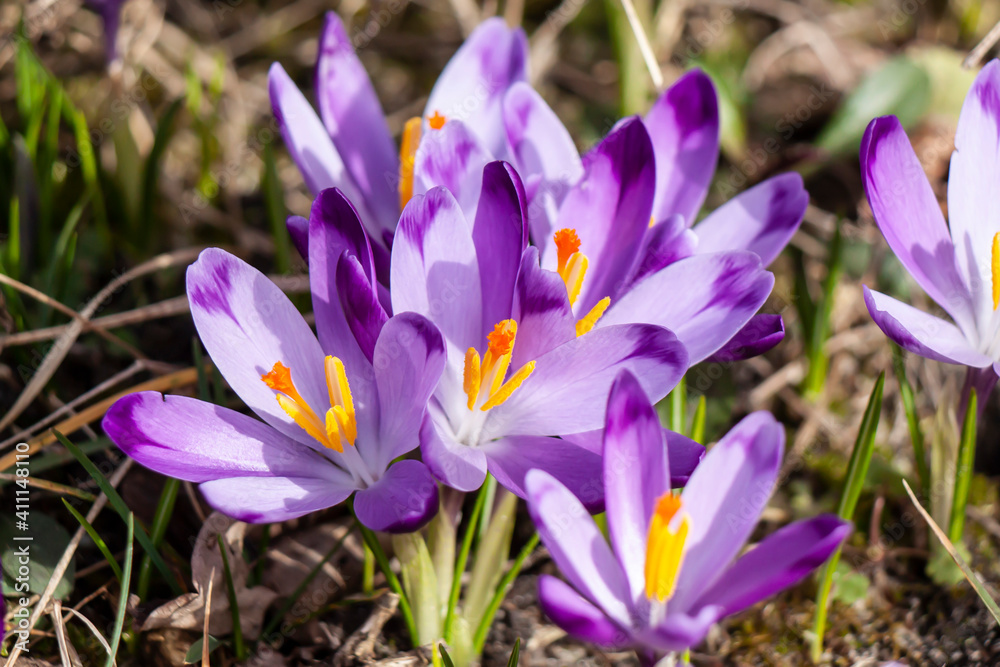 purple crocus flowers on natural ground background purple crocus flowers on natural ground background