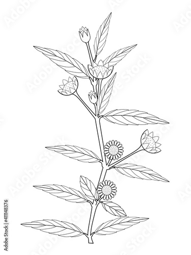 A sketch of the Eclipta Alba plant, Eclipta Prostrata or Bhringraj or also known as False Daisy, is a herbal medicinal plant that is efficacious in Ayurvedic medicine. Vector illustration.