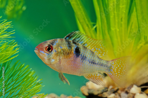 Ram cichlid