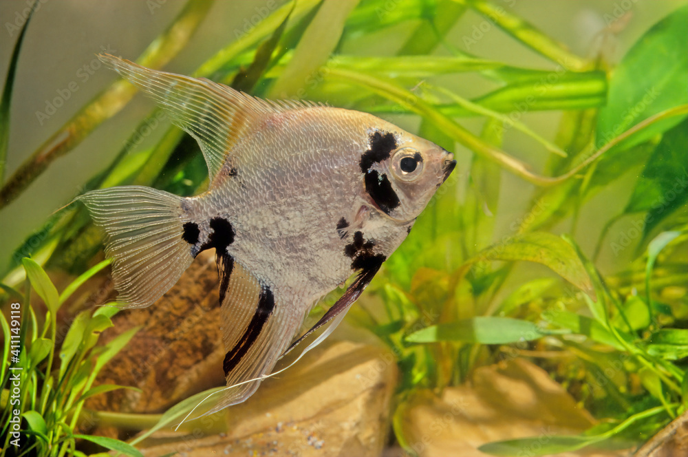 Obraz premium Pterophyllum altum