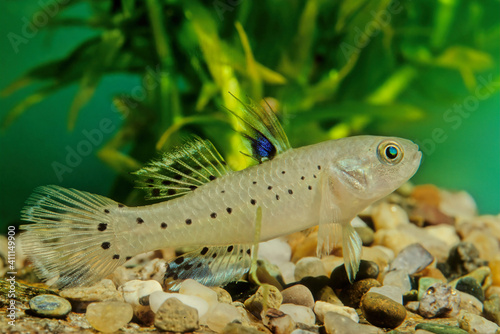 Stigmatogobius sadanundio photo