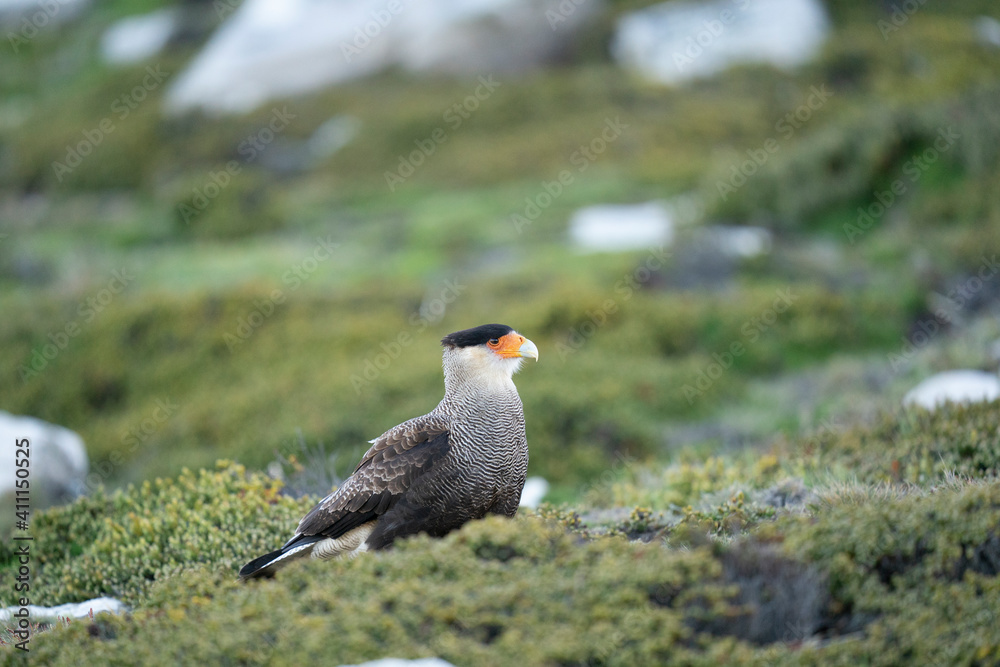 The Crested Caracara (Polyborus plancus)