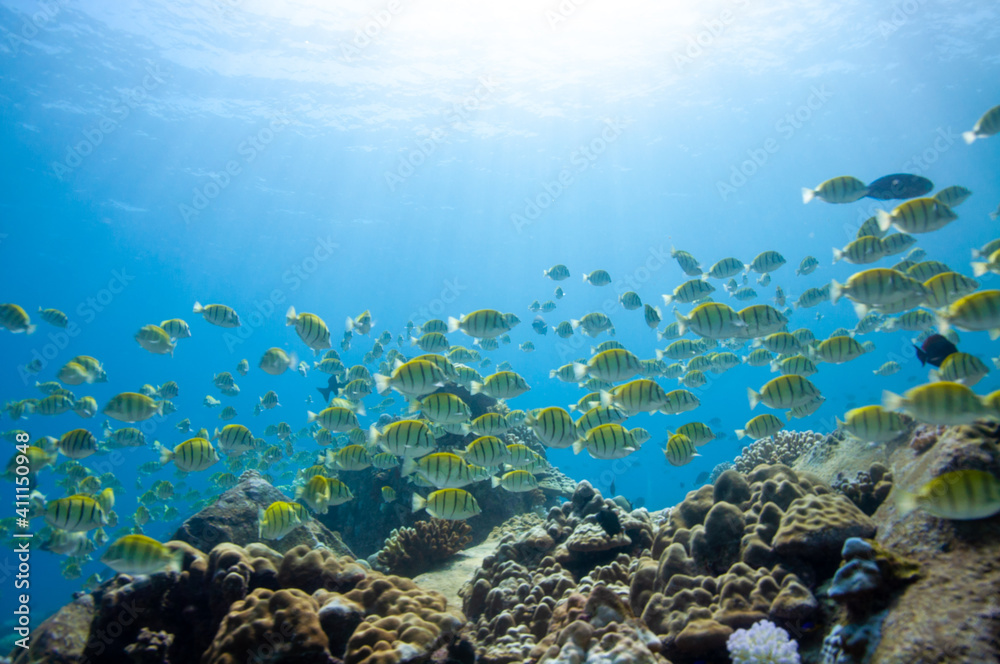 Fototapeta premium School of yellow Convict Tangs fish (Acanthurus triostegus). Seychelles