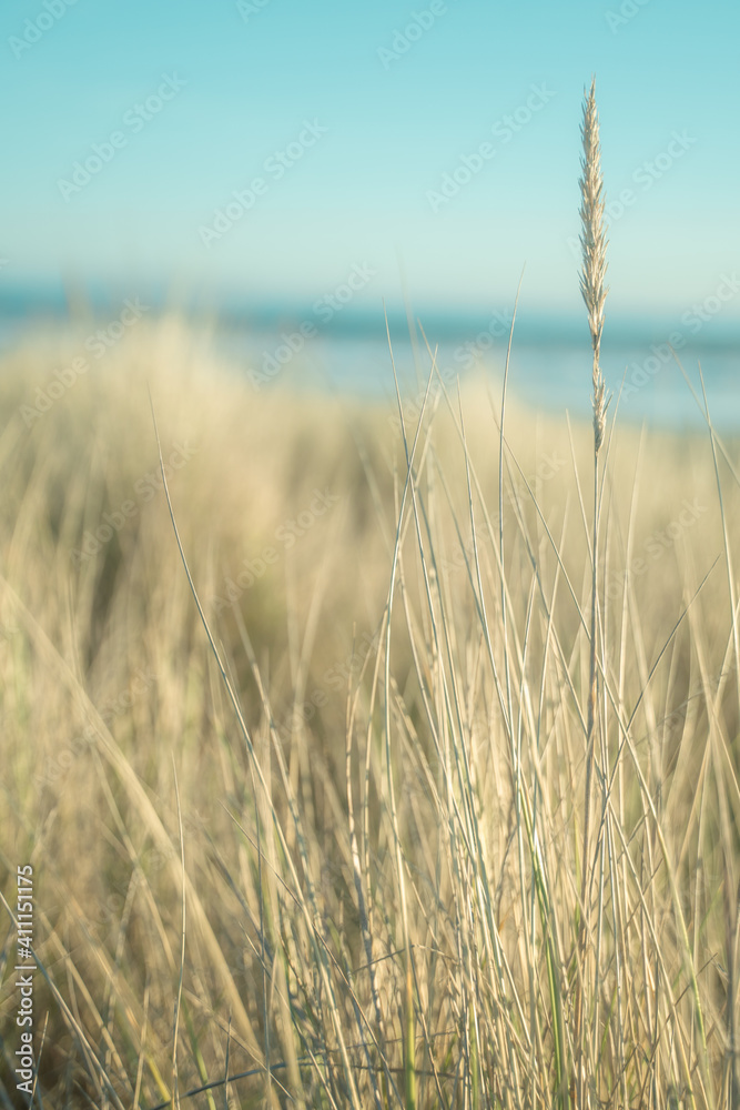 Fototapeta premium golden wheat field