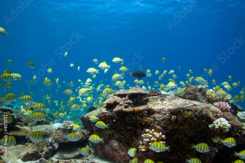 Fototapeta Naklejka Na Ścianę i Meble -  School of yellow Convict Tangs fish (Acanthurus triostegus). Seychelles