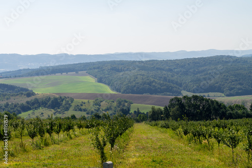 Moravia vinery in the begining of spring  grape vine lines with green grass between them are prepared for season
