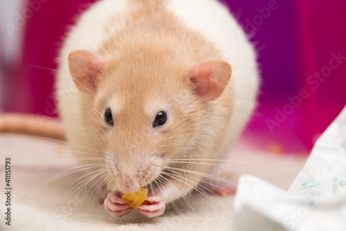 Cute pet rat eating eggs