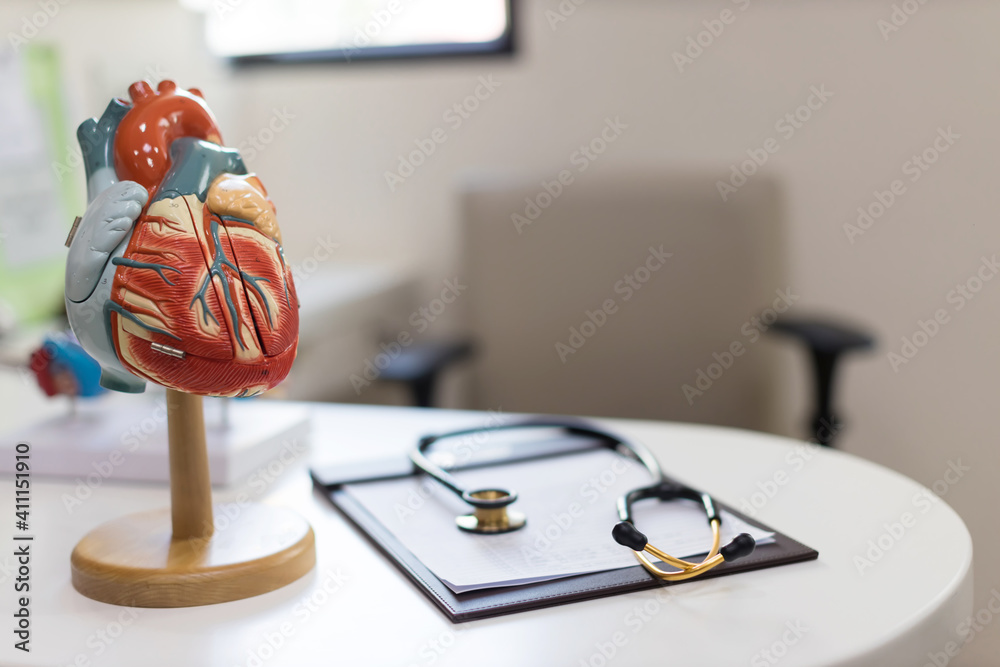 heart model. Human heart plastic model. anatomical model of human heart