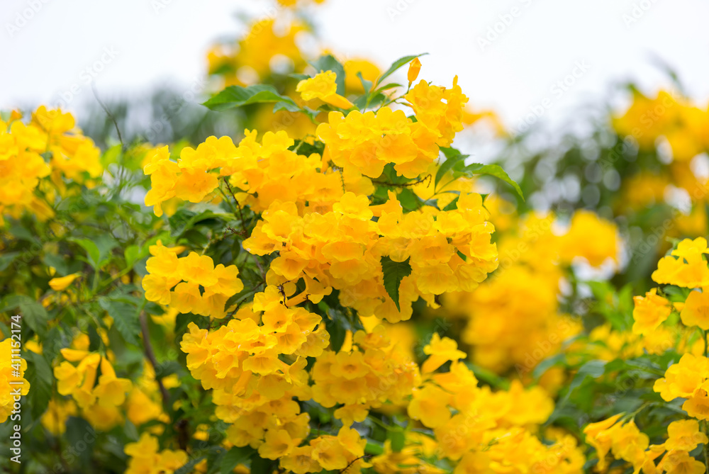 Tabebuia Aurea are blooming fully. Beautiful yellow of Tabebuia Aurea. Paraguayan silver trumpet tree. Tabebuia Aurea are blooming fully. Beautiful yellow of Tabebuia Aurea. Paraguayan silver trumpet tree.