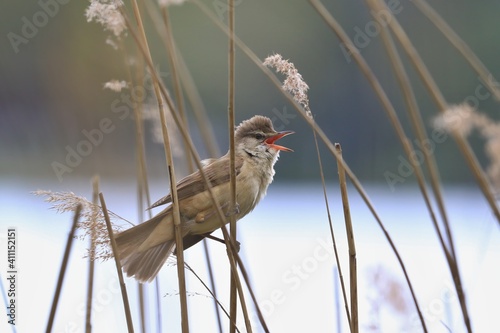 Obraz na plátně great reed warbler perched on reeds