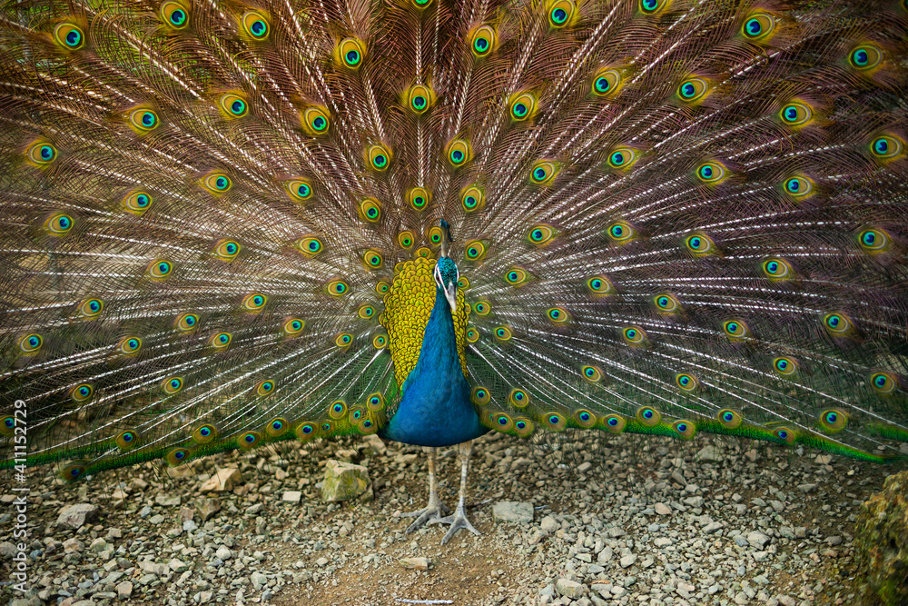Obraz premium Male peacock with beautiful mating plumage