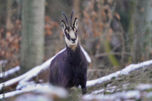 chamois in winter forest. Winter scene with horn animal. Rupicapra rupicapra. Animal from Alp.