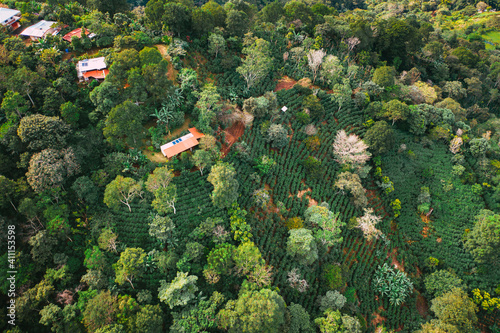 Coffee fields in Costa Rica aerial drone photograph 
