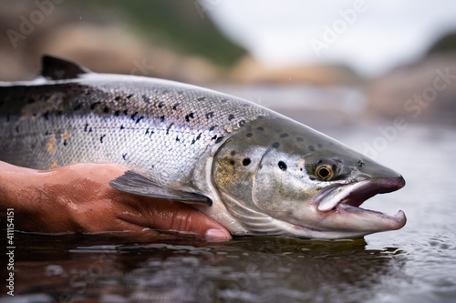 Fotobehang A fisherman releases wild Atlantic silver salmon into the cold water
