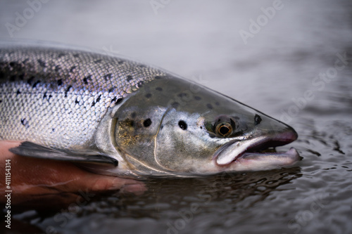 A fisherman releases wild Atlantic silver salmon into the cold water