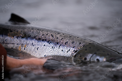 Obraz na płótnie A fisherman releases wild Atlantic silver salmon into the cold water w salonie