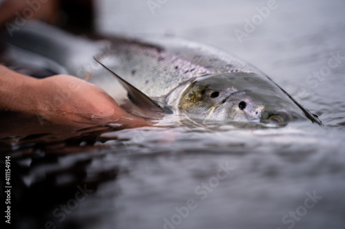 A fisherman releases wild Atlantic silver salmon into the cold water
