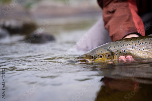 Fototapeta Naklejka Na Ścianę i Meble -  A fisherman releases wild Atlantic brown trout into the cold water