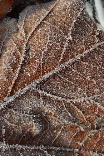 Close up with Leaves on the grass field in the winter morning with frost on it